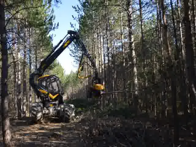 Erdészeti gép állományápolási munkát végez a fenyvesben
